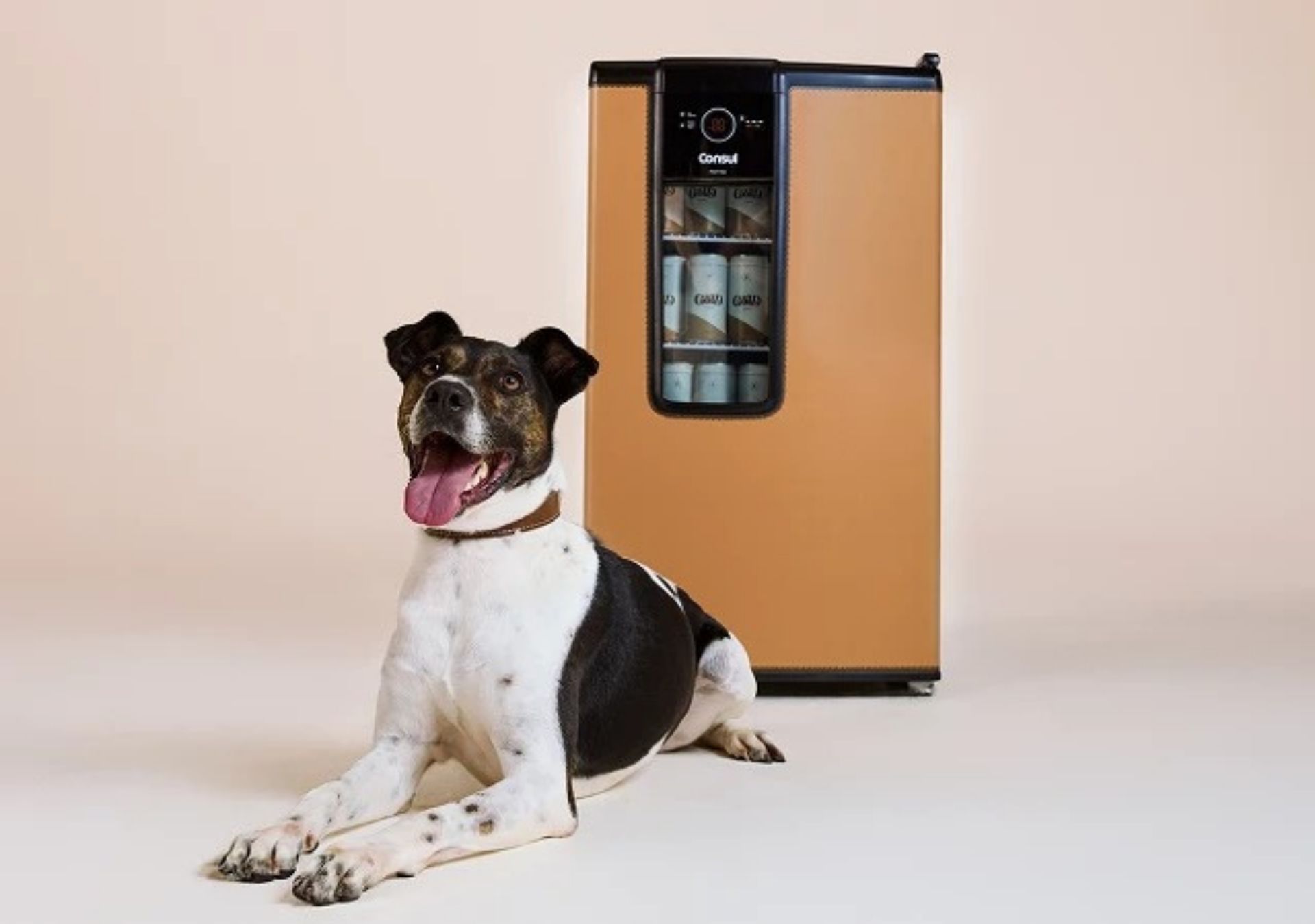 Nova campanha incentiva adoção de cães idosos com ajuda do Doutor Pet