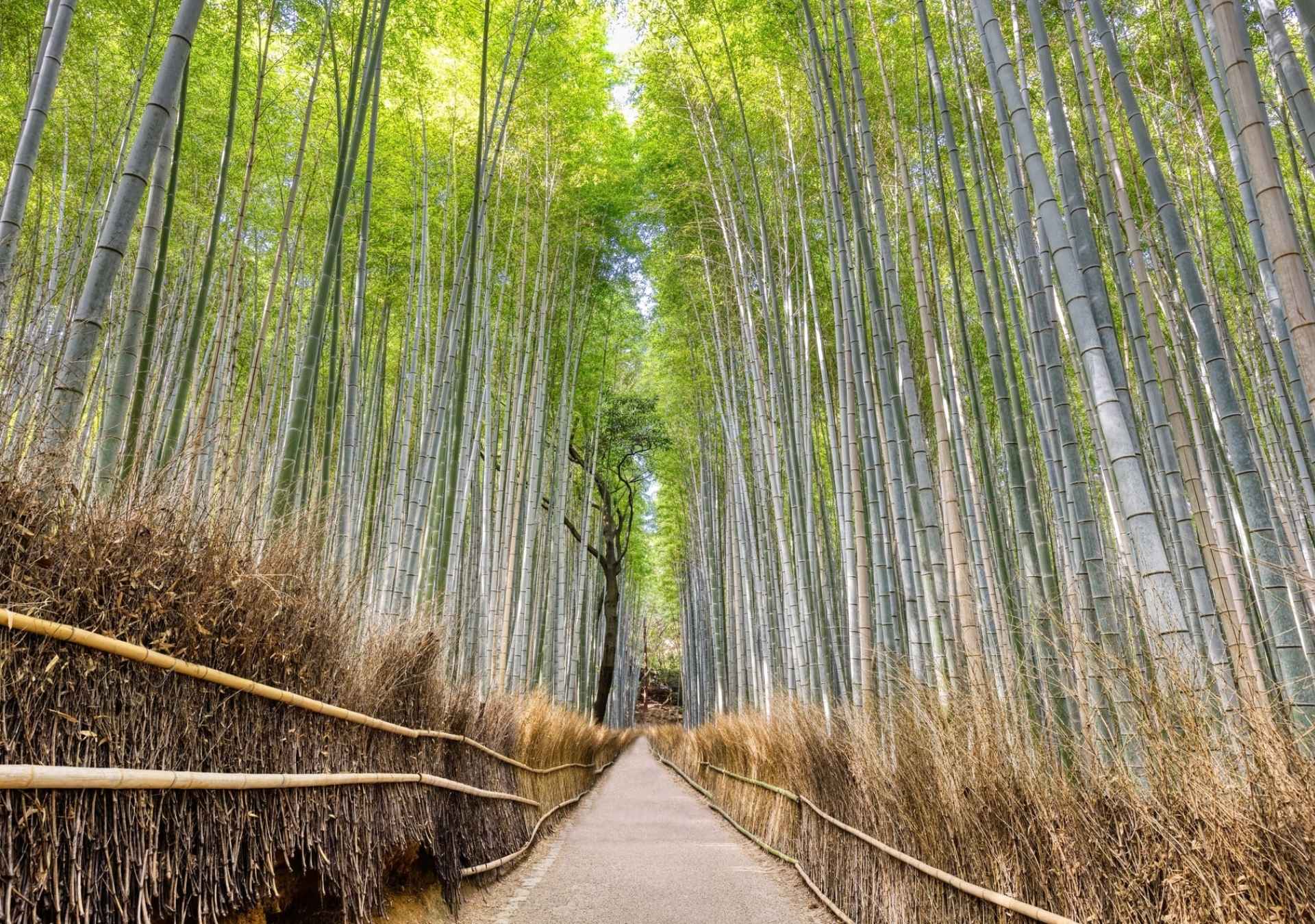 Kyoto, Japão - Foto Divulgação