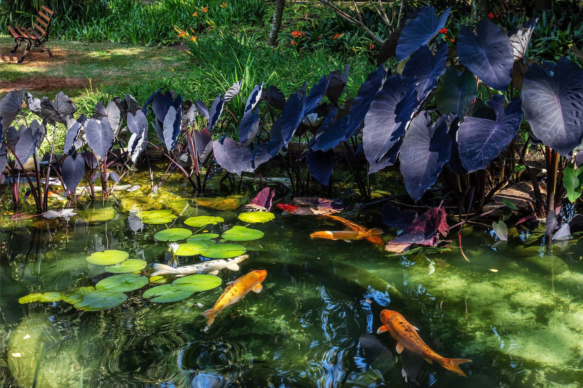 Lago com carpas na Casa Museu Ema Klabin. Foto: Nelson Kon / Arquivo Casa Museu Ema Klabin